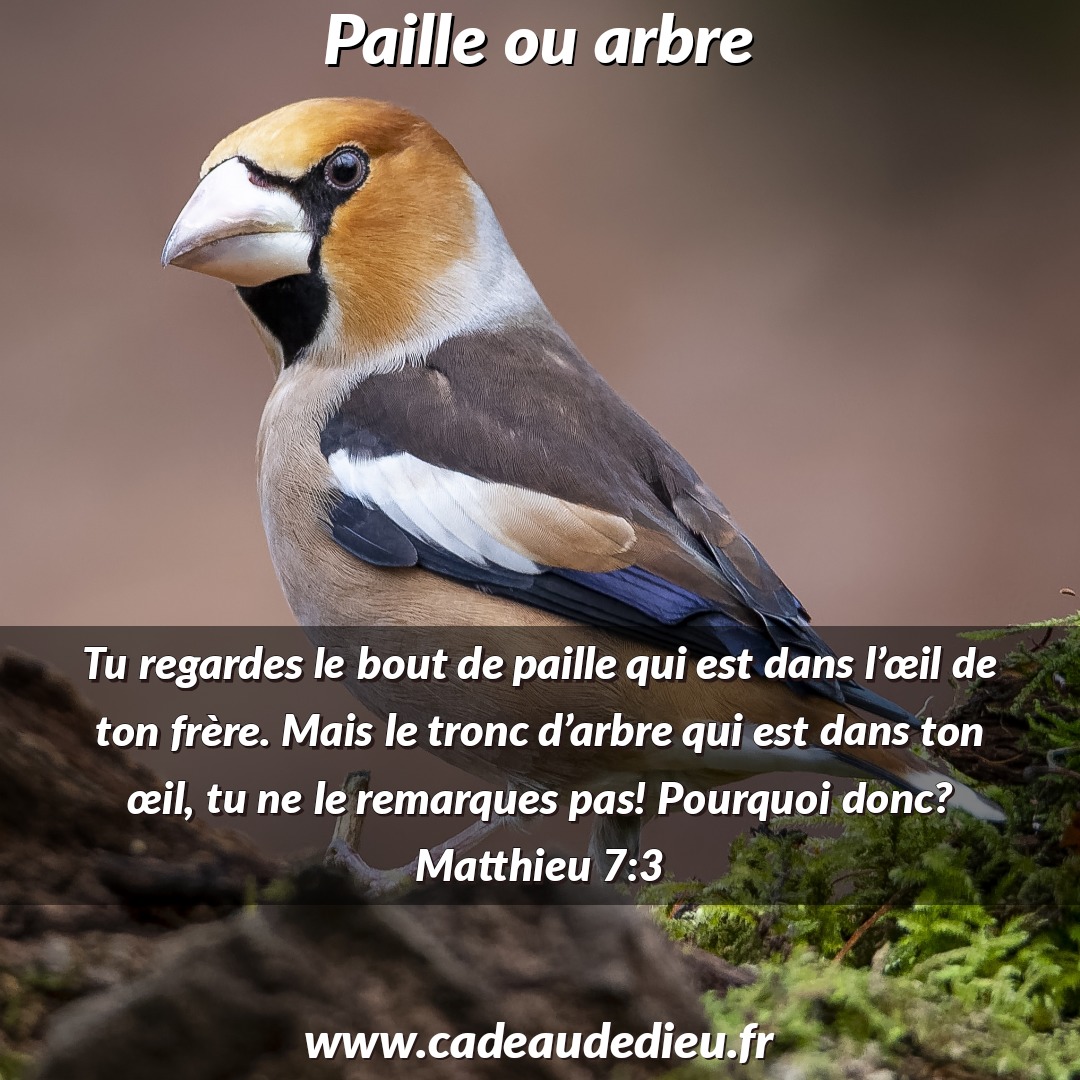 Paille ou arbre