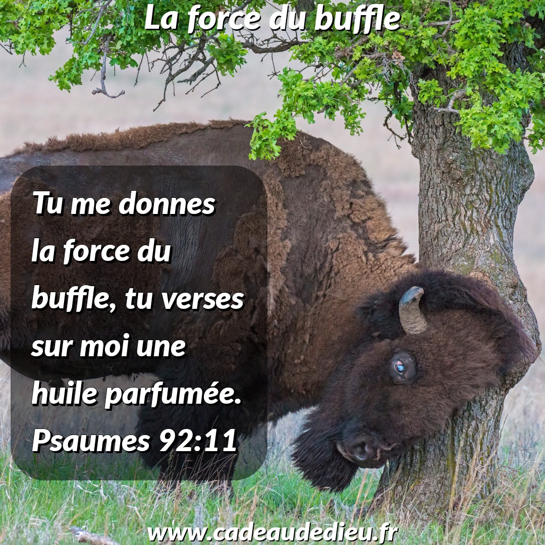 La force du buffle