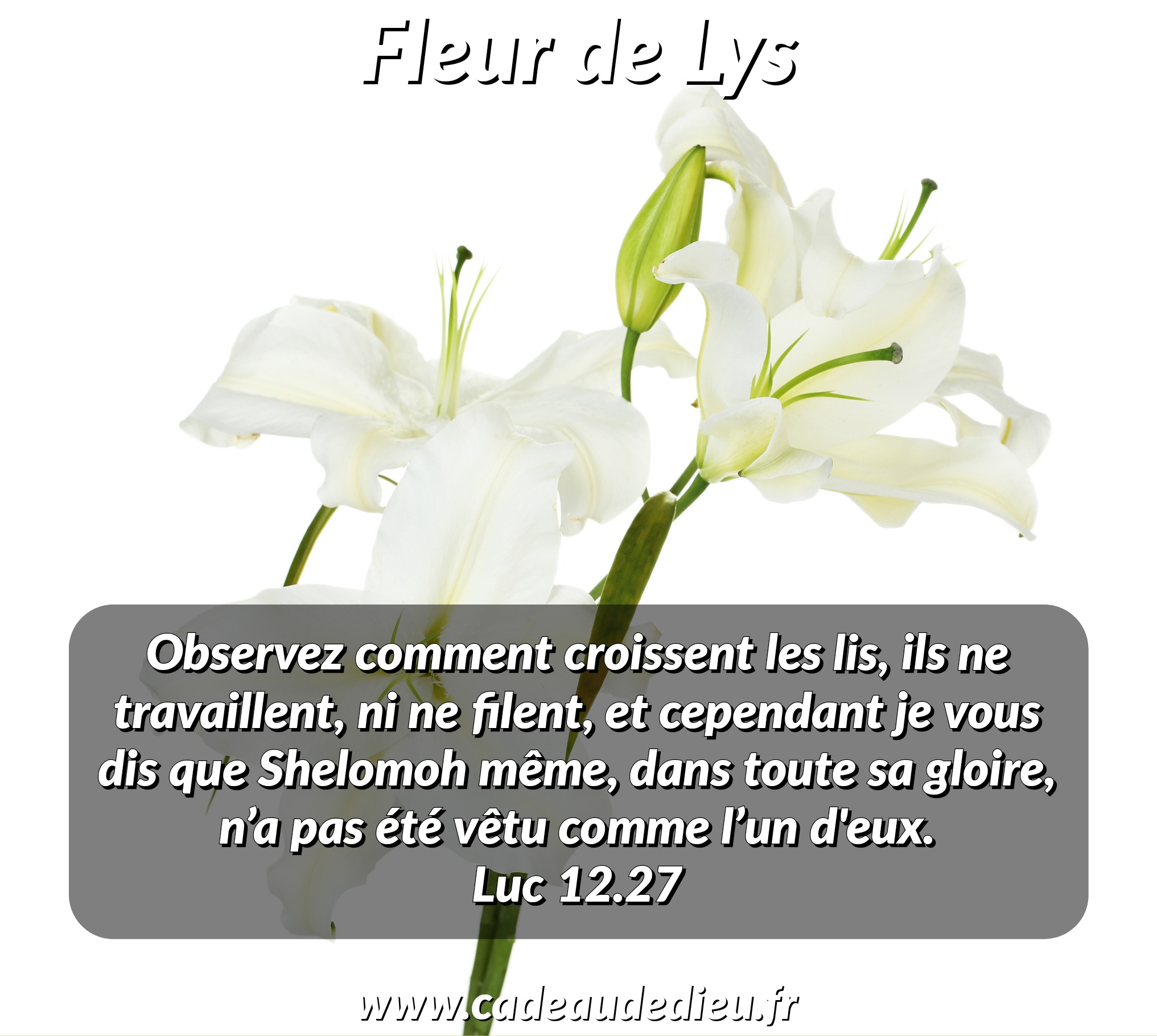 Fleur de Lys