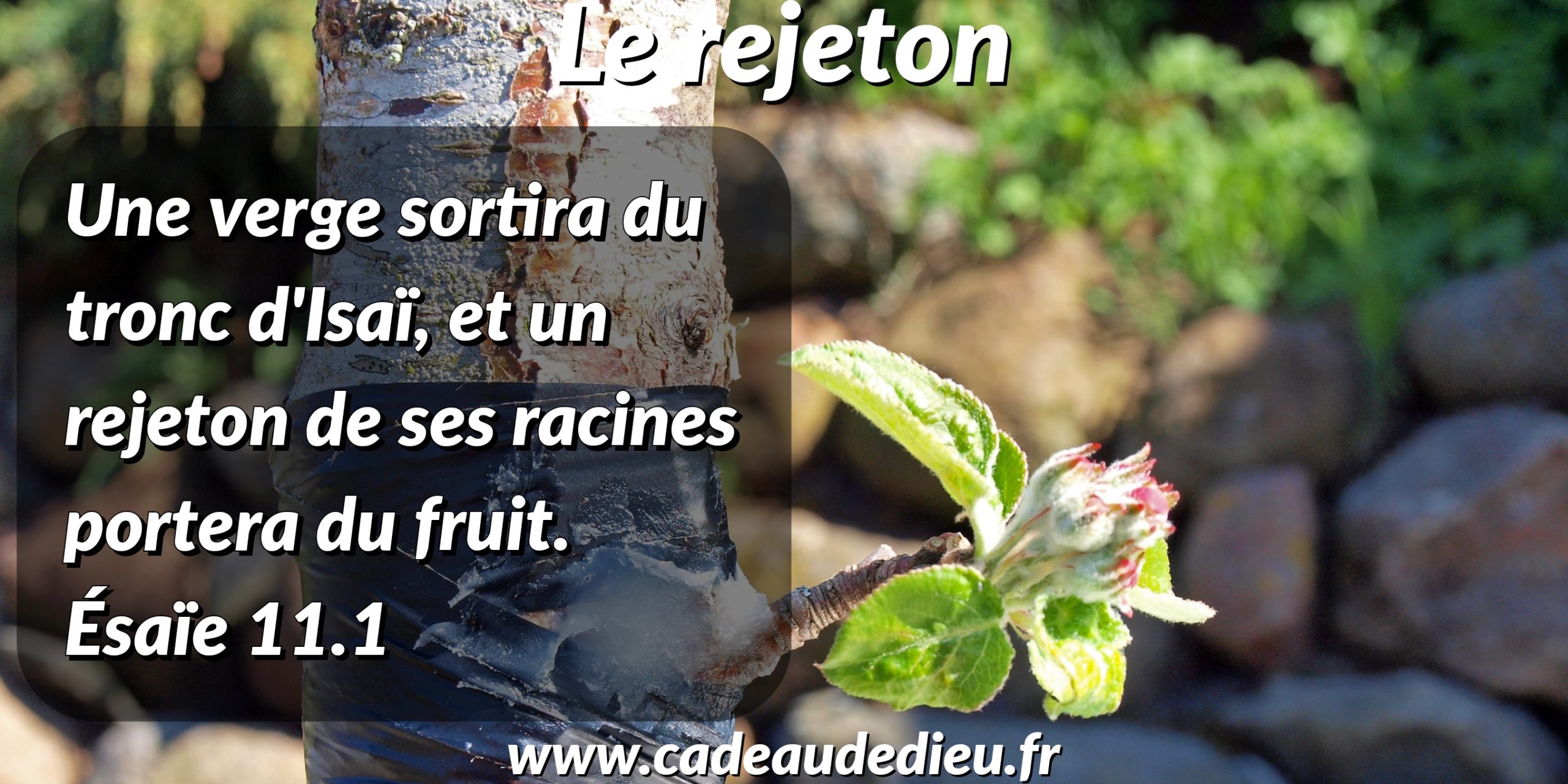 Le rejeton