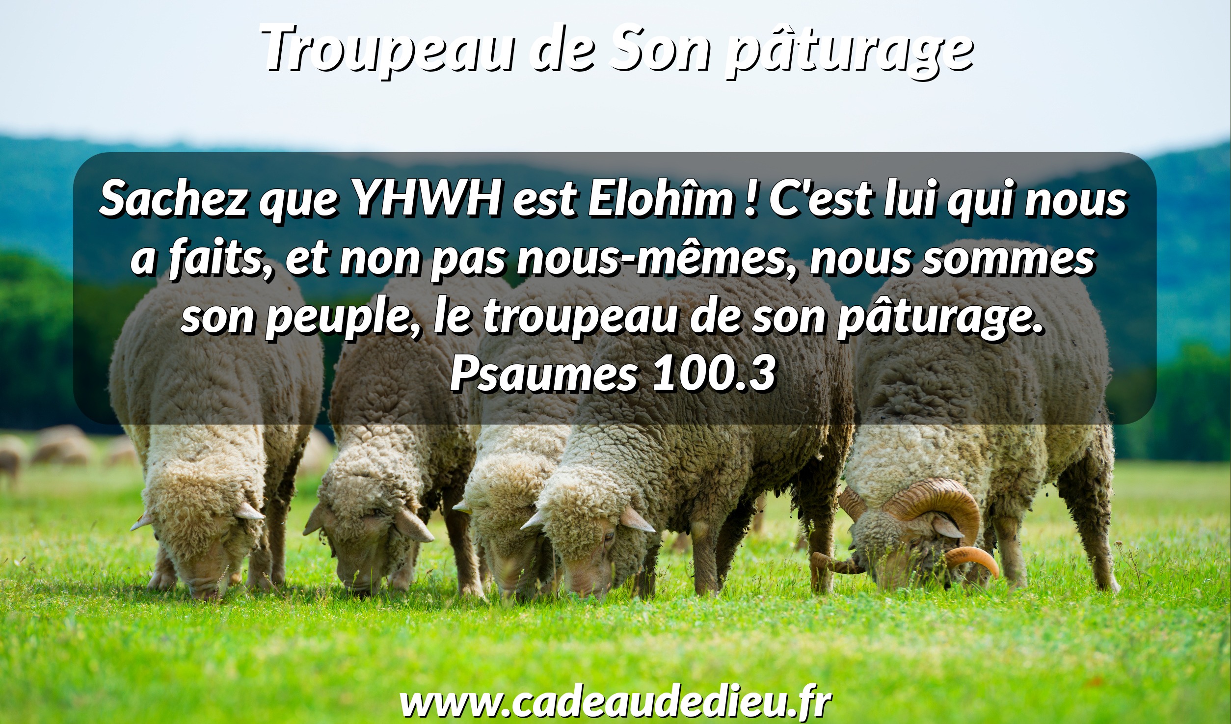Troupeau de Son pâturage