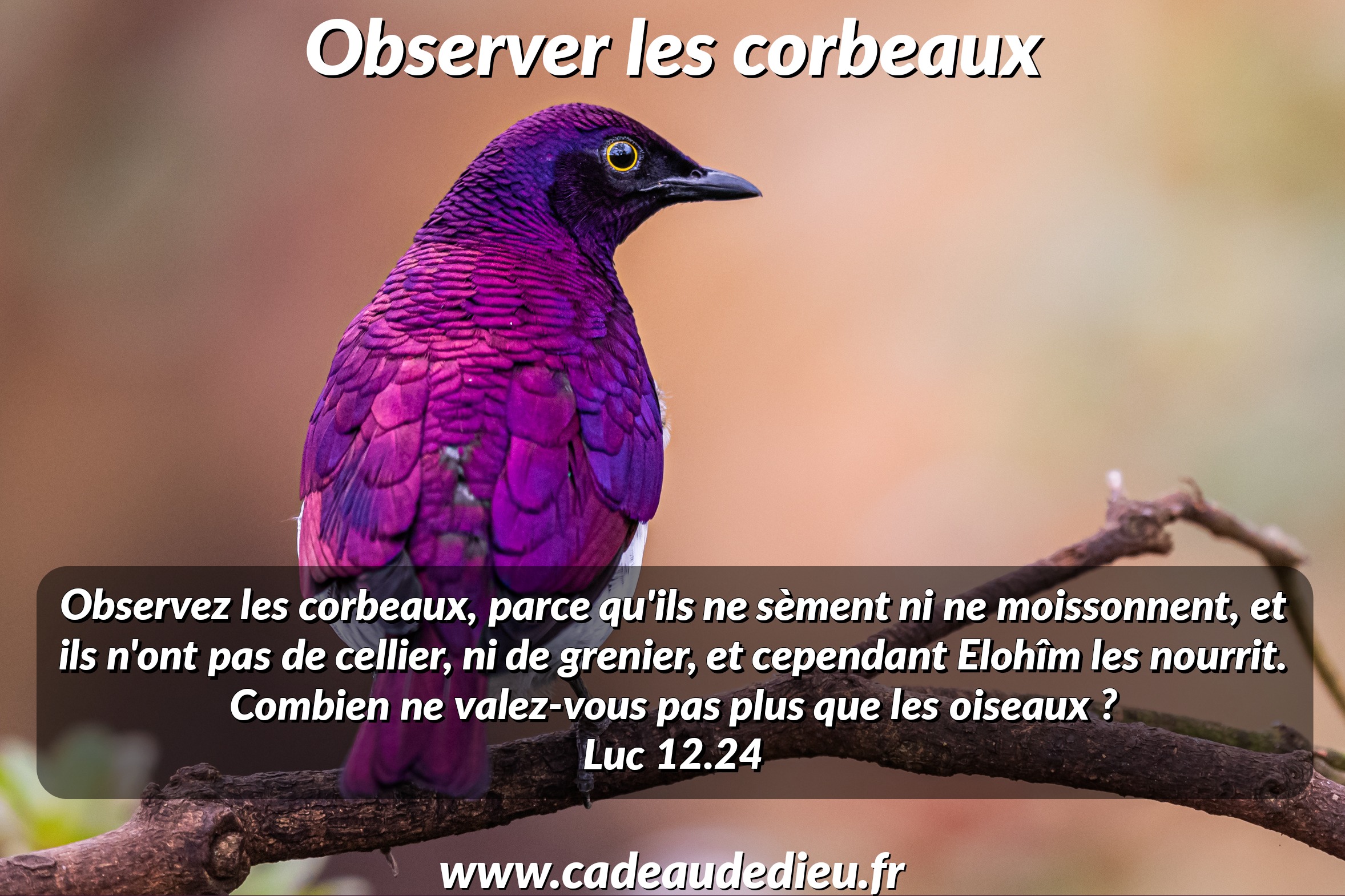 Observer les corbeaux